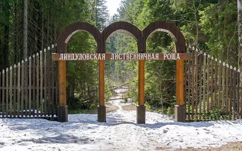 Линдуловская роща в Ленинградской области