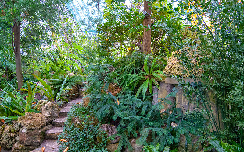 Subtropical Route in the Peter the Great Botanical Garden in Saint Petersburg