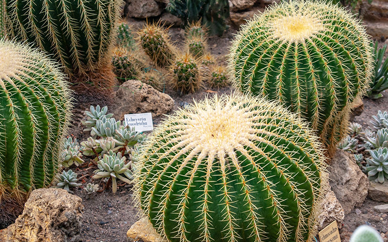  Tropical Route in the Peter the Great Botanical Garden in Saint Petersburg