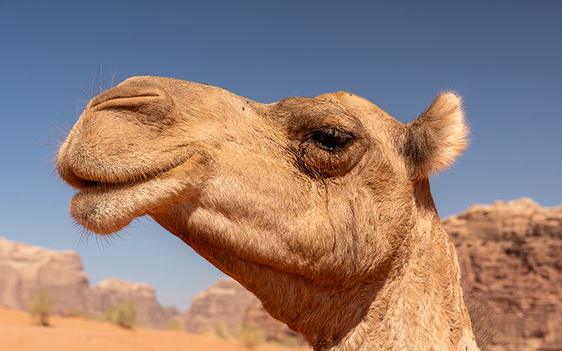 A Trip to Wadi Rum: Jeep Tour