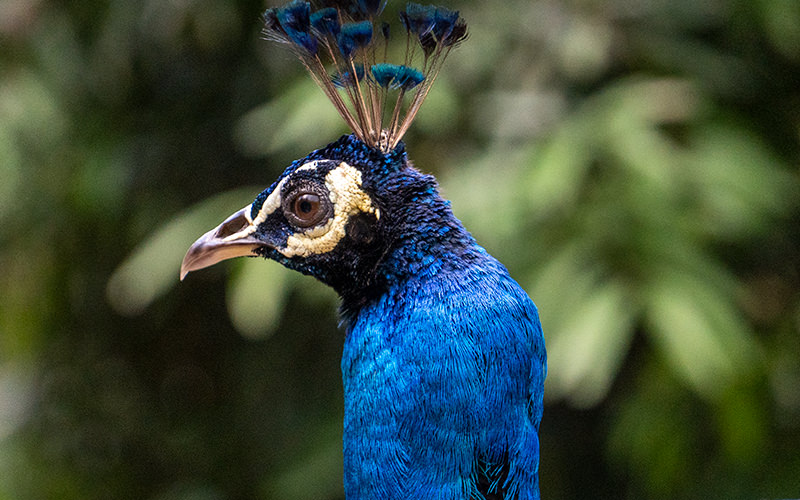 Perdana Botanical Garden and the Colorful Bird Park