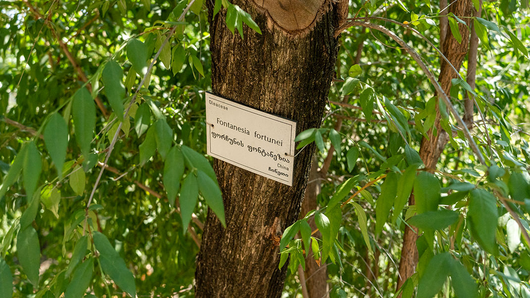Табличка на одном из деревьев