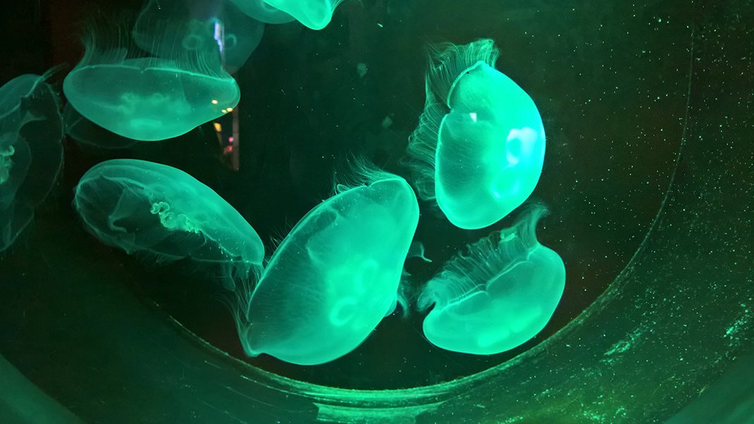 Завораживающие медузы
