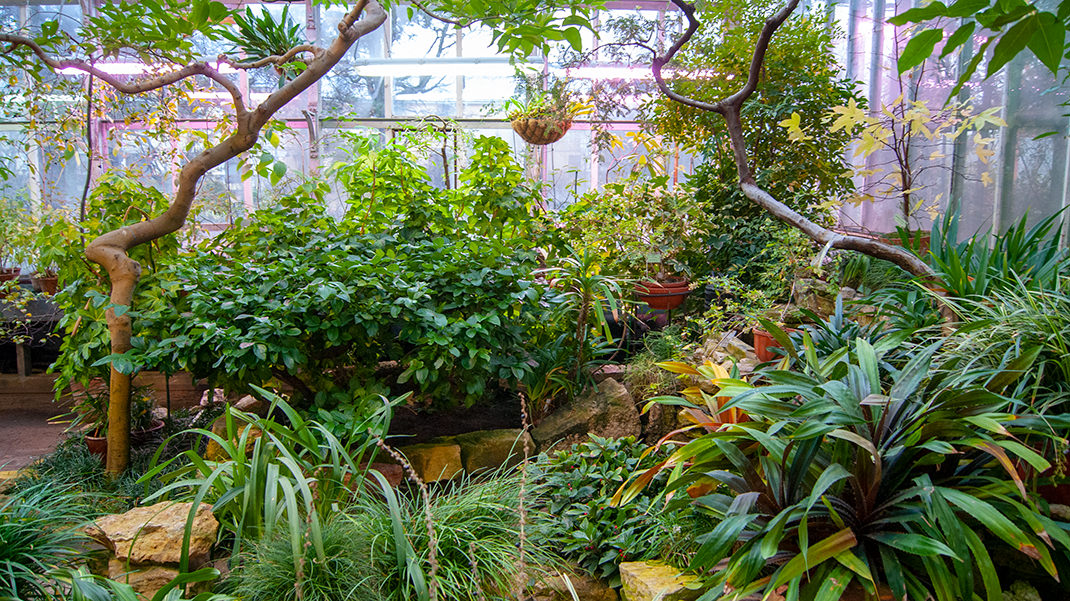 Всего в оранжереях насчитывается около 7.5 тысяч растений