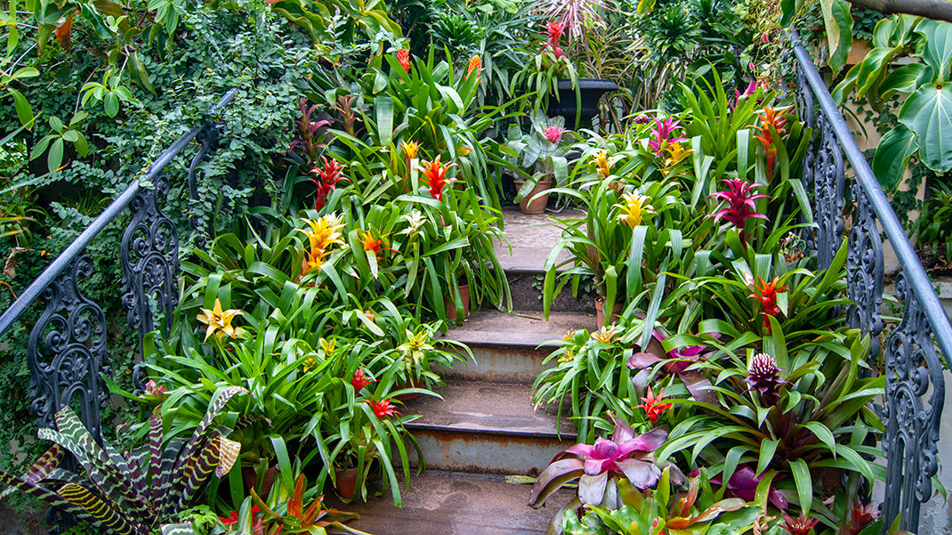 Тропический маршрут по Ботаническому саду