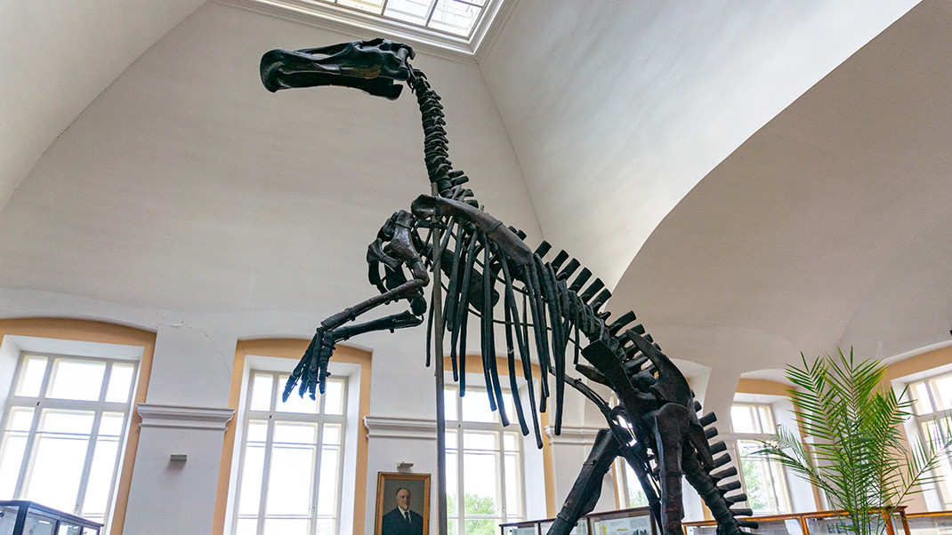 Скелет утконосого динозавра