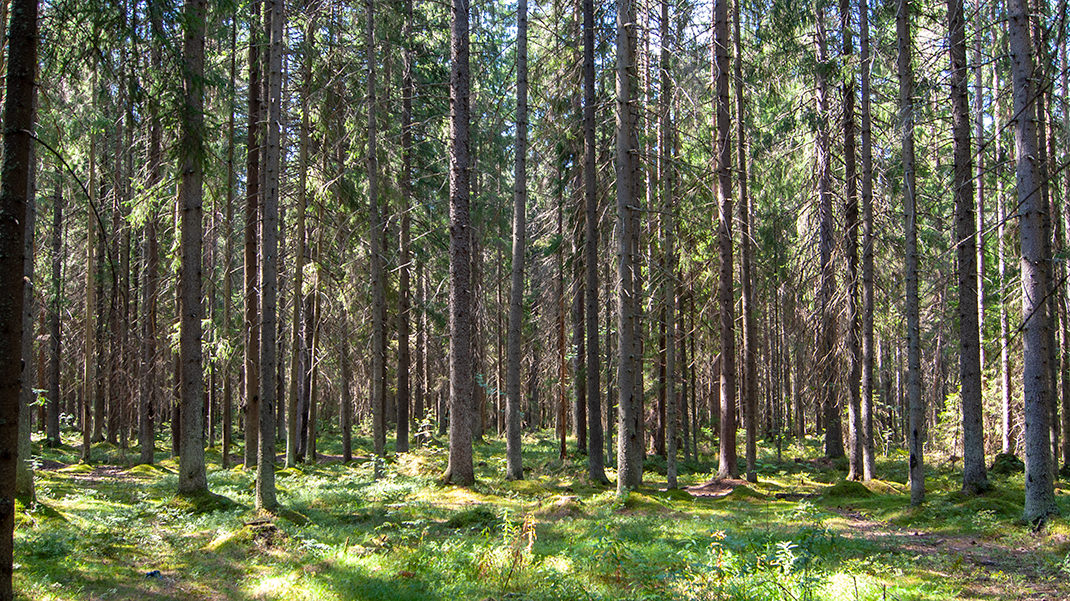 Сосновый лес в Комарово