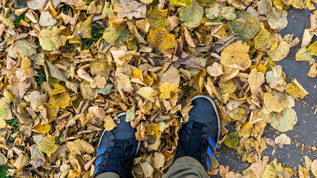Под ногами шелестит листва