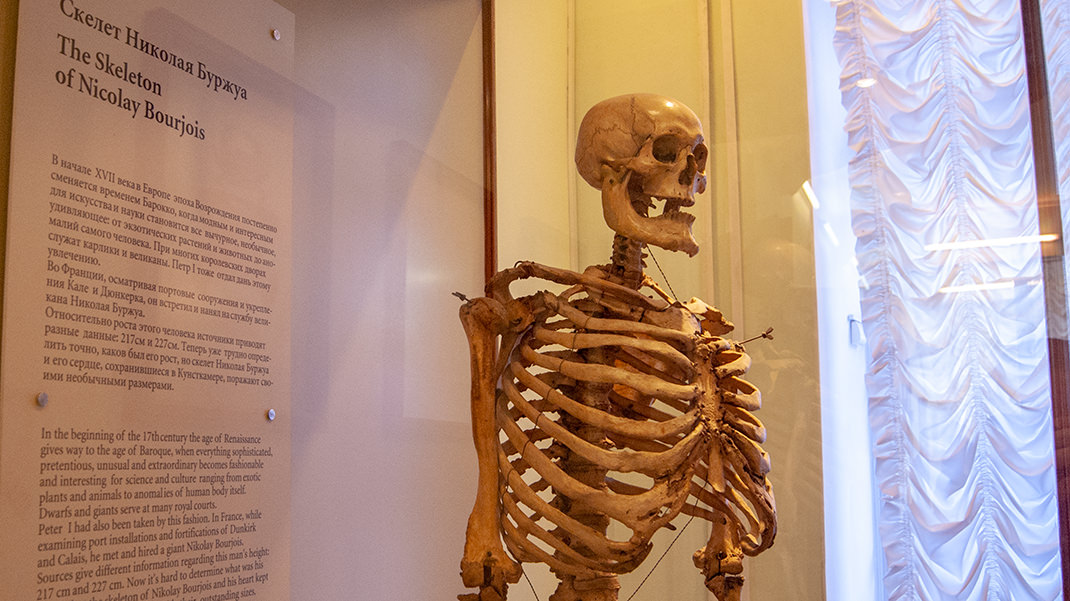 Скелет Николая Буржуа