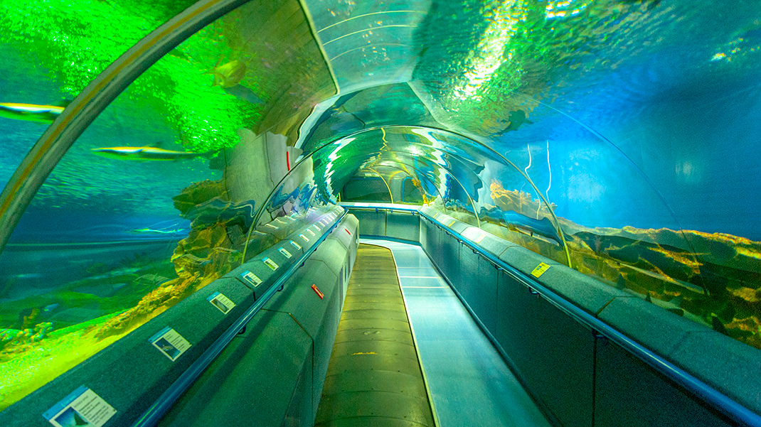 Туннель под аквариумом