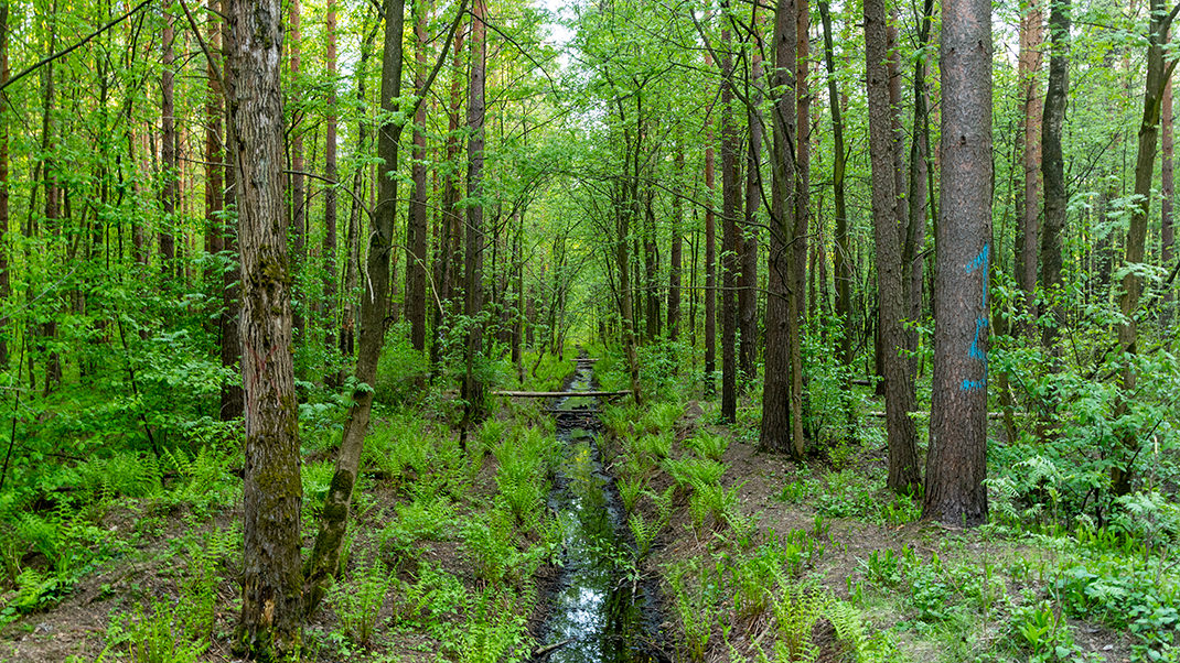 Пискарёвский парк является частью обширного лесного массива, который в конце XIX века приобрёл В. А. Ратьков-Рожнов для застройки под дачные участки