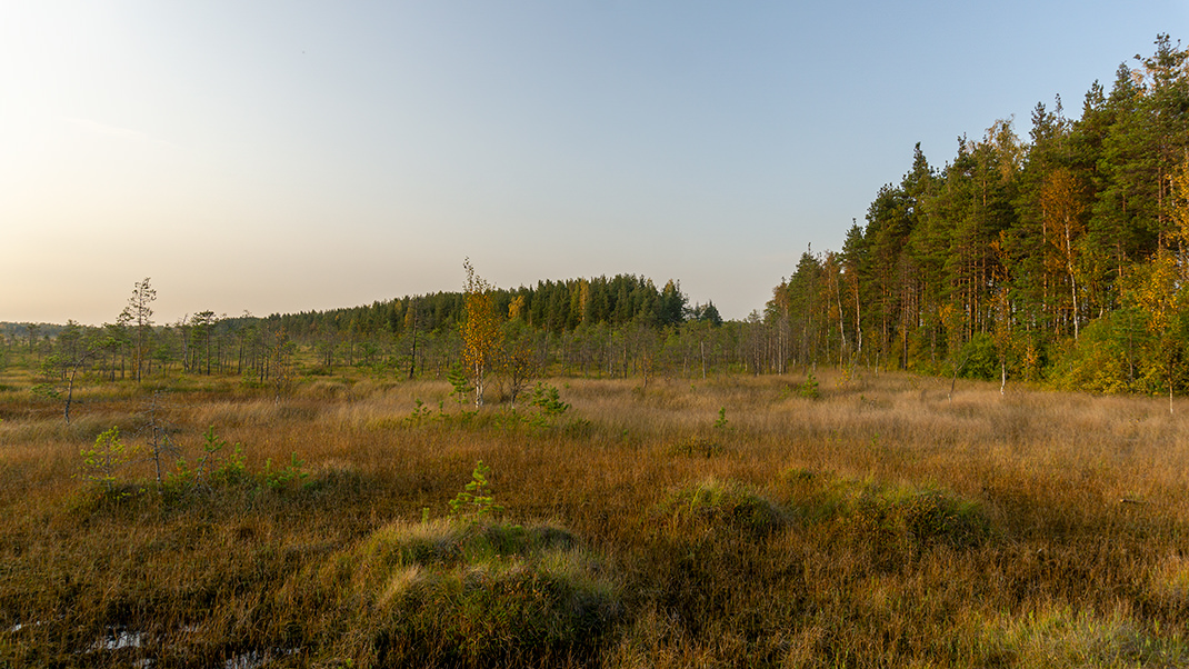 Возраст болотной системы под Сестрорецком — около восьми тысяч лет