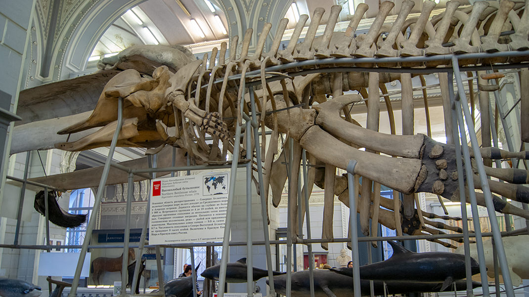 Скелет синего кита