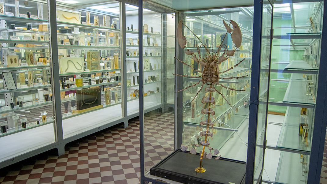 В музее представлено около 3000 видов беспозвоночных