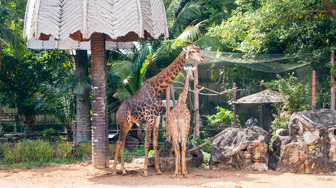 В первом от входа вольере можно увидеть жирафов и зебр
