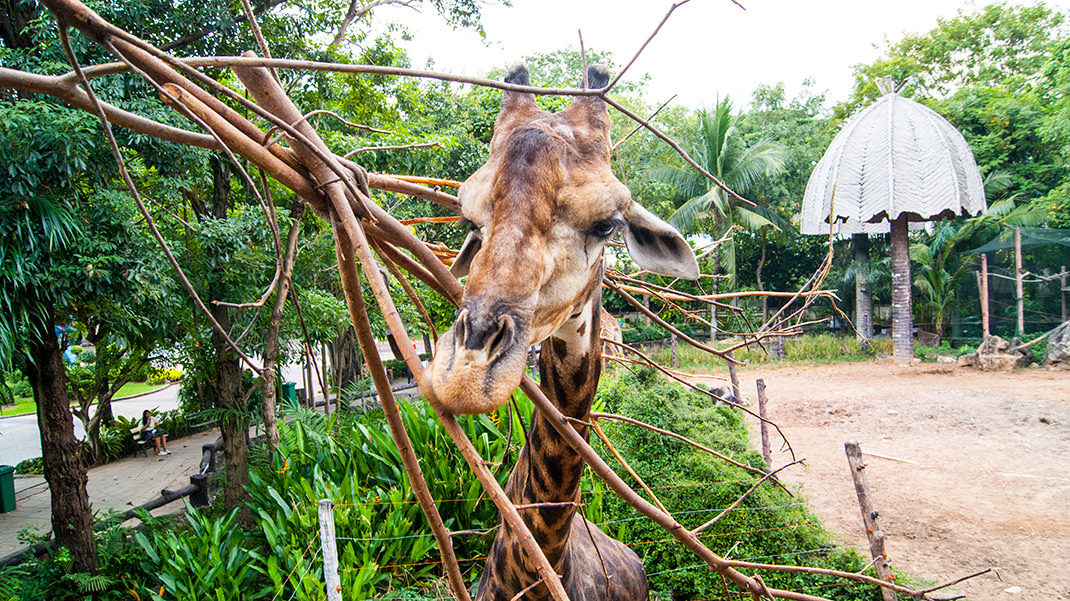 Зоопарк Дусит в Бангкоке