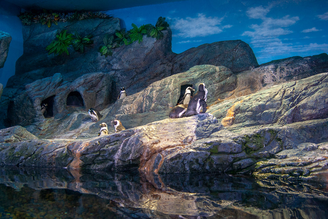 Пингвинариум