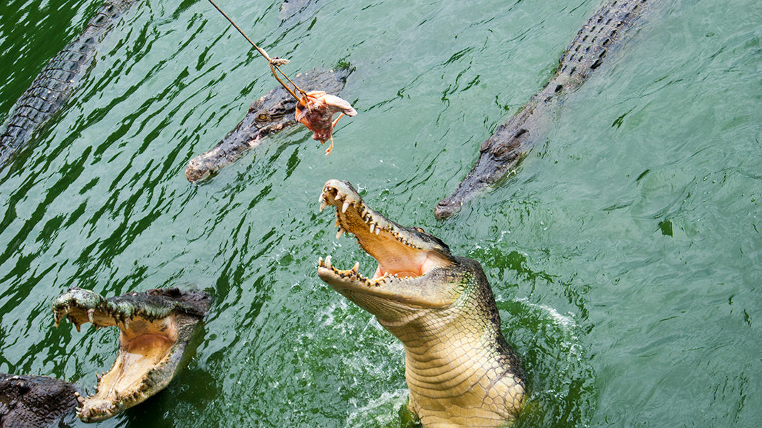 Кормление крокодилов