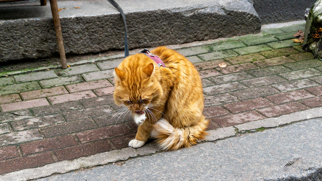 Неподалёку от сувенирной лавки туристов встречает огромный рыжий кот