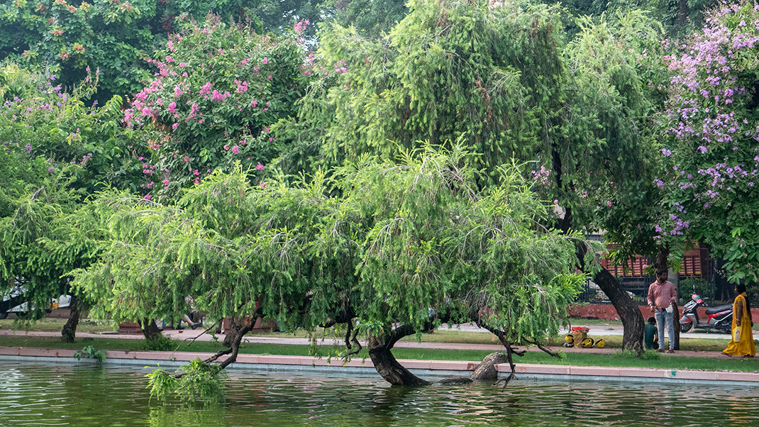 The garden with ponds