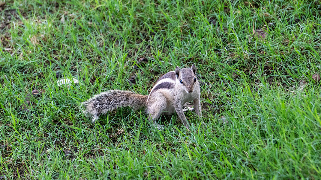 I was sure we encountered a chipmunk, but those who have been here suggest that it was an Indian palm squirrel