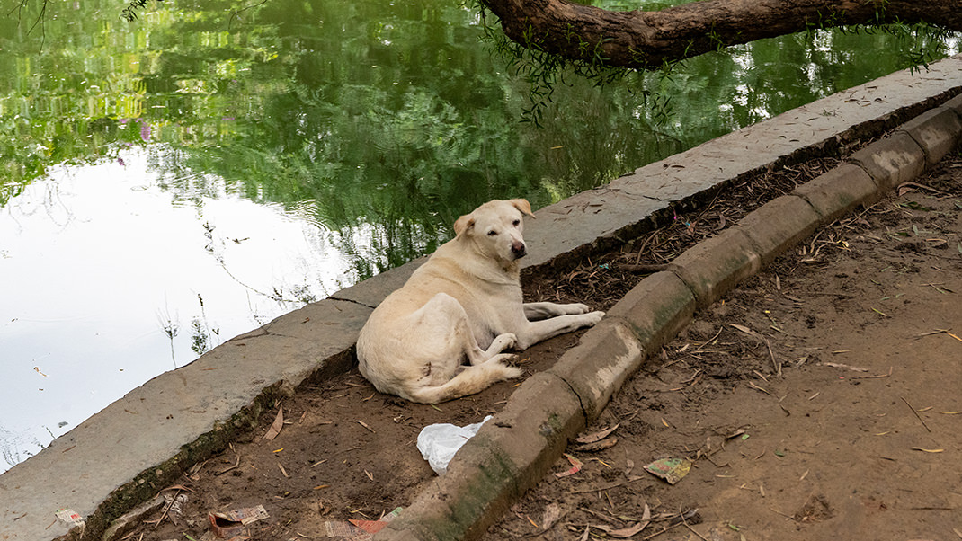 In India, there are quite a few street dogs