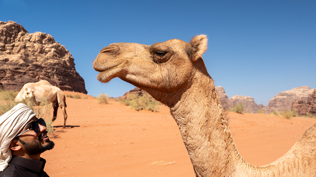 Верблюд и бедуин