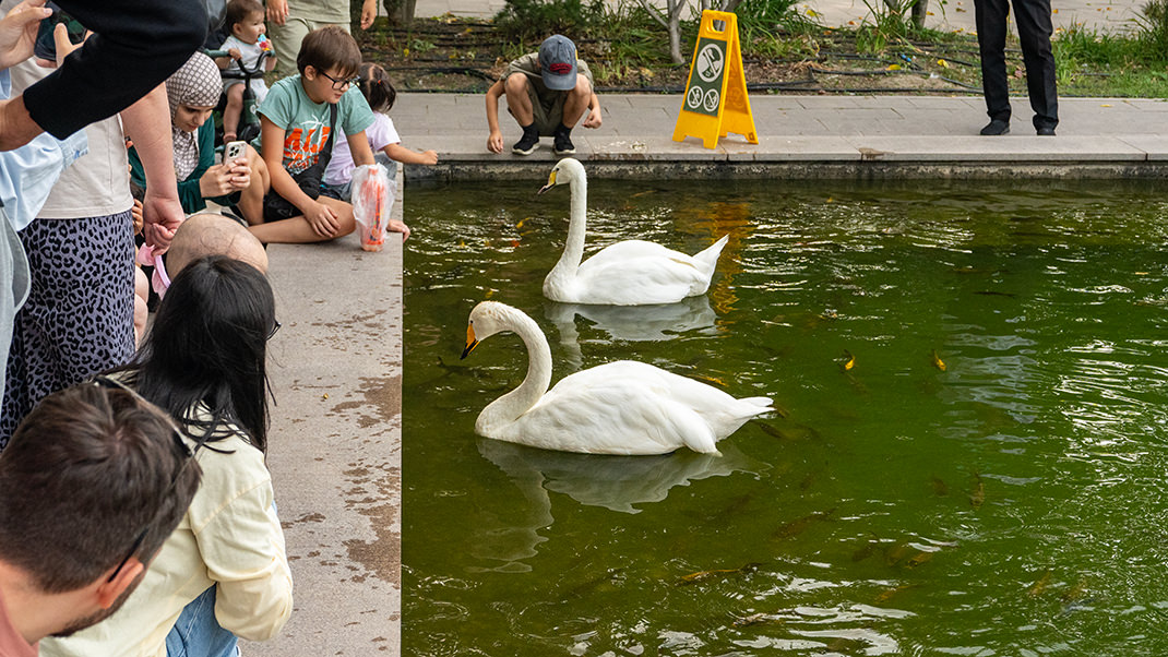 Другой пруд, в котором живут лебеди