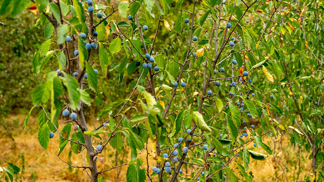 Посетители могут пройтись по ухоженным прогулочным дорожкам или же, например, свернуть в зелёные заросли