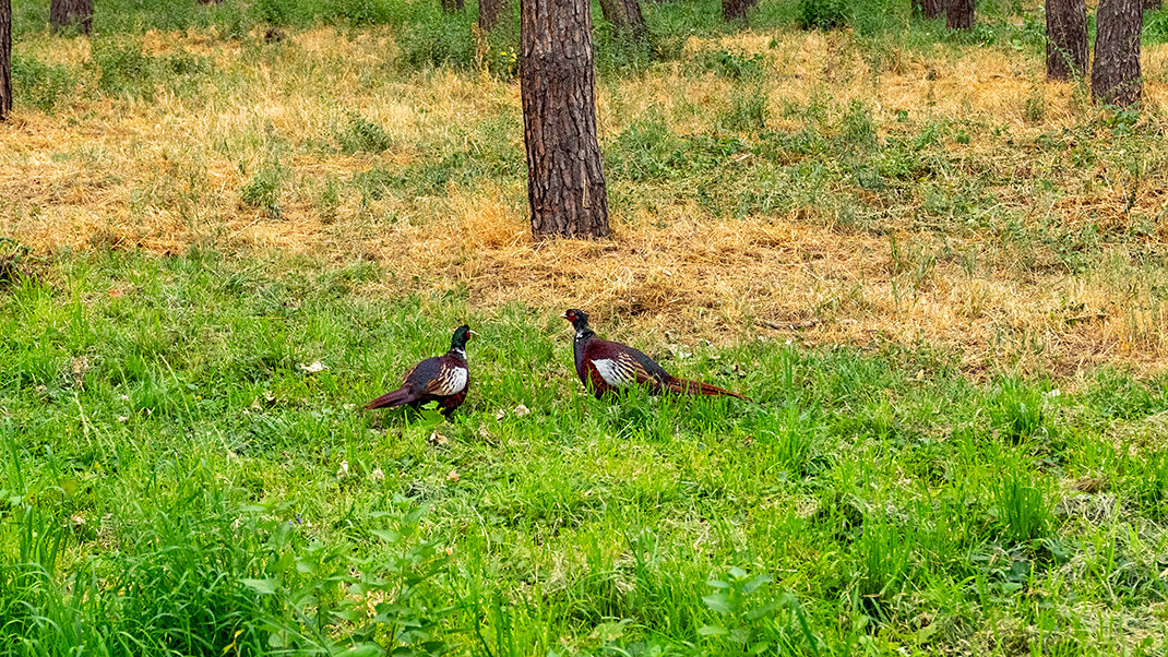 В ботаническом саду больше 200 тысяч растений