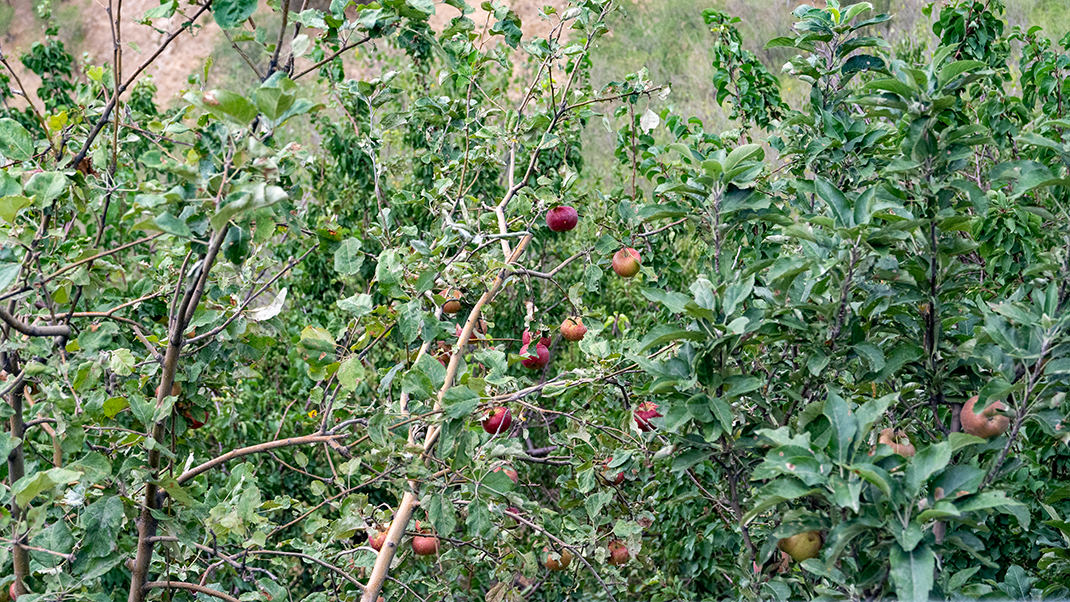 Яблоки на склоне