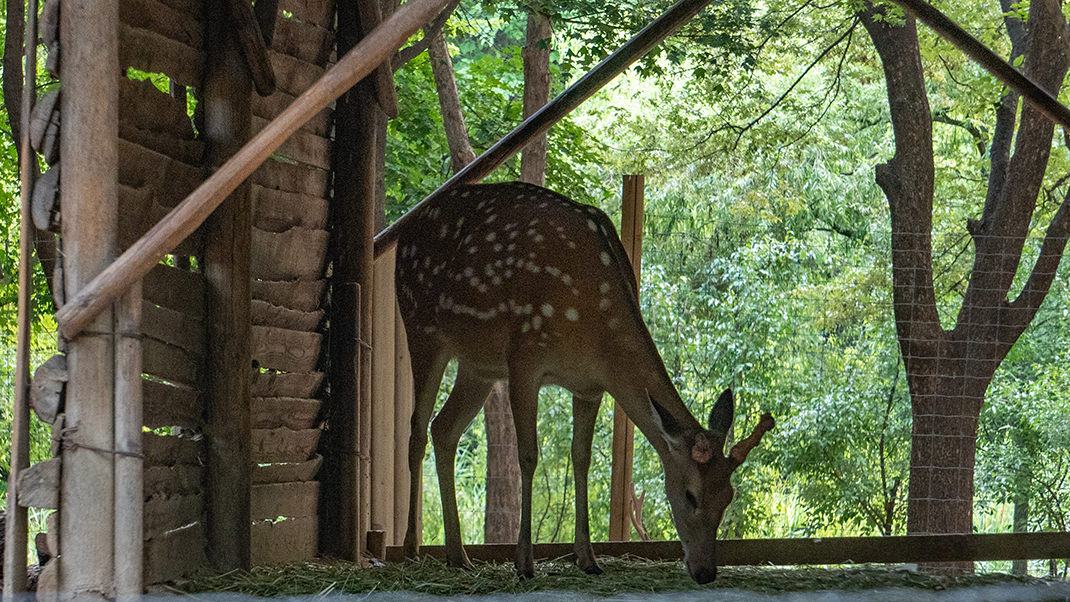 В этой части живут олени