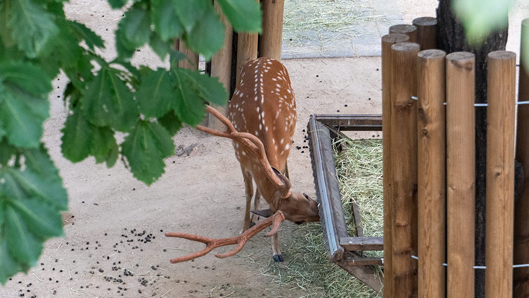Моя прогулка по Сеульскому лесу заняла около часа
