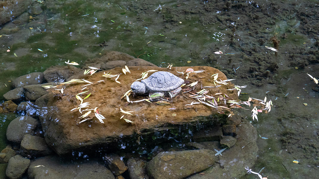 В южной части леса