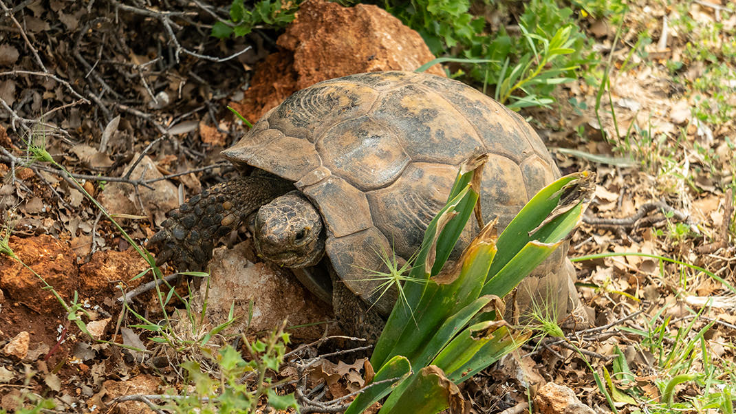 I encountered a tortoise on the way