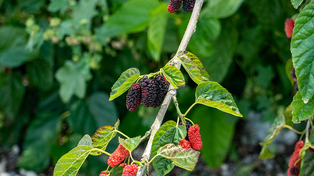 Berries growing on the trees
