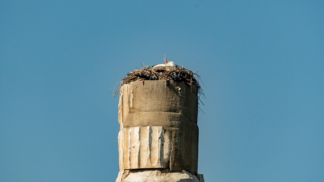 Storks settled at the top