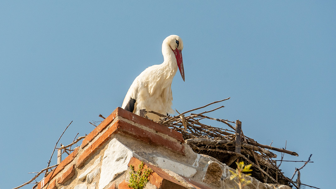 On the way back, I came across several stork nests. There are many of these birds in Selcuk