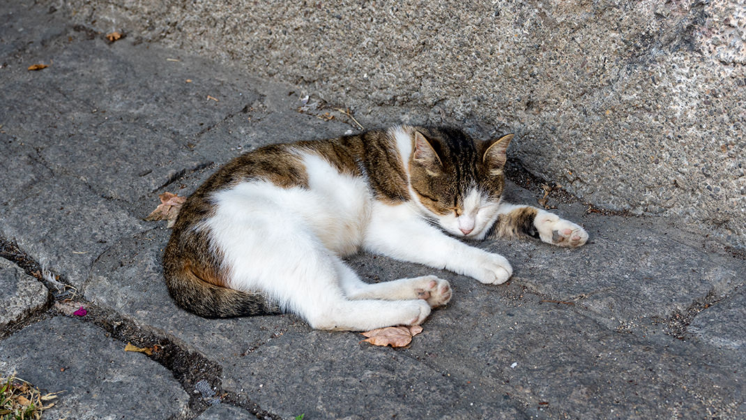 Istanbul cats