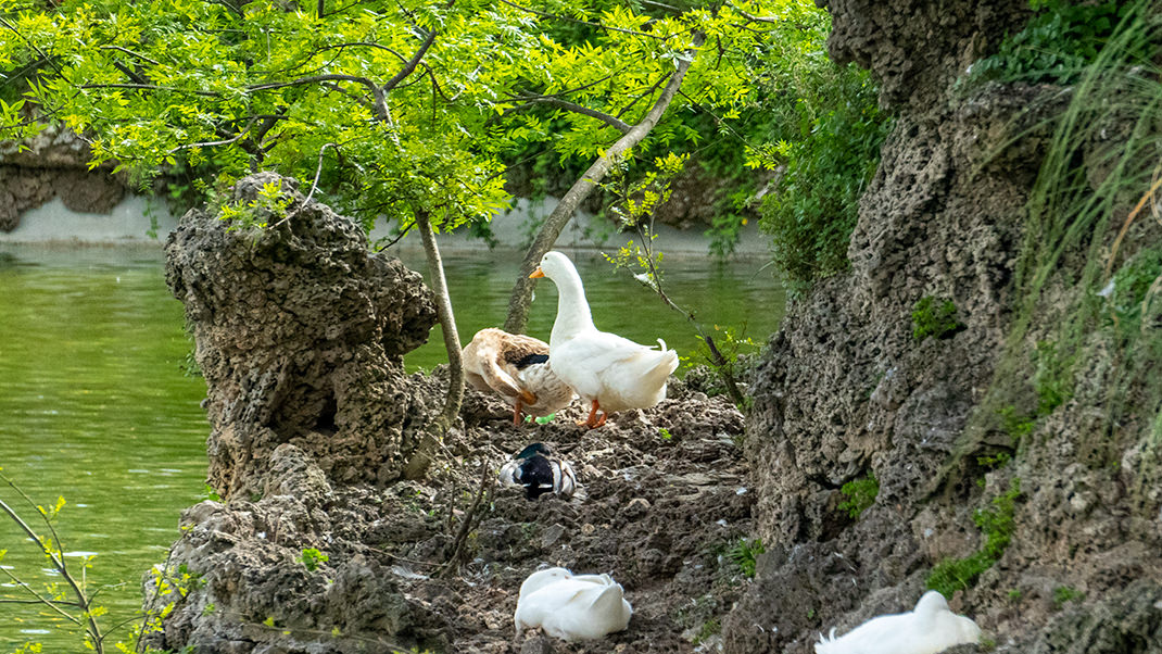 Geese and ducks live here