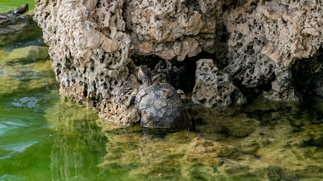 Черепаха в пруду