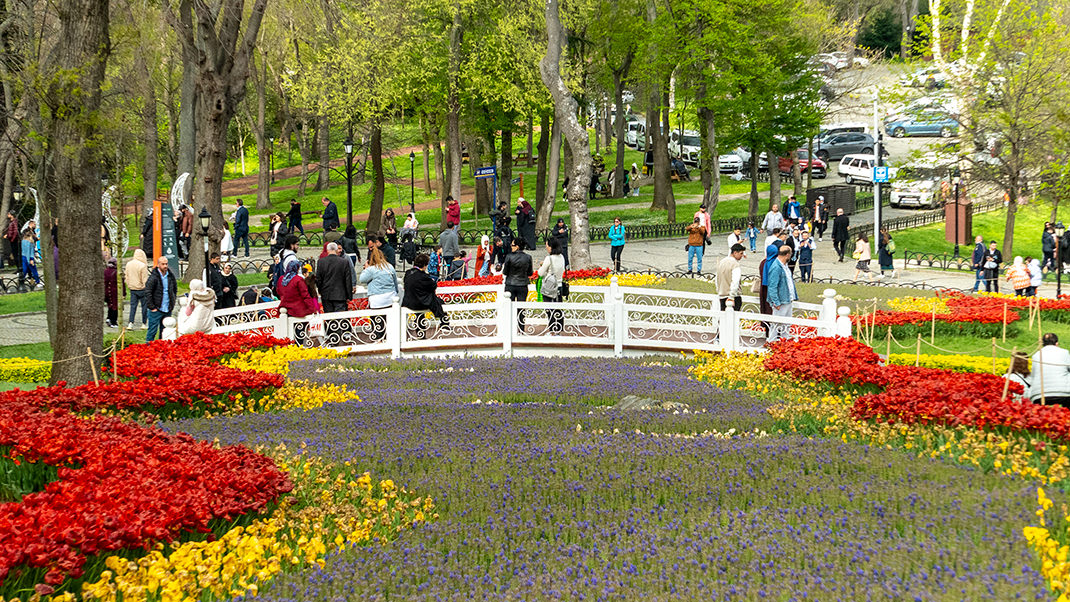 Flower field