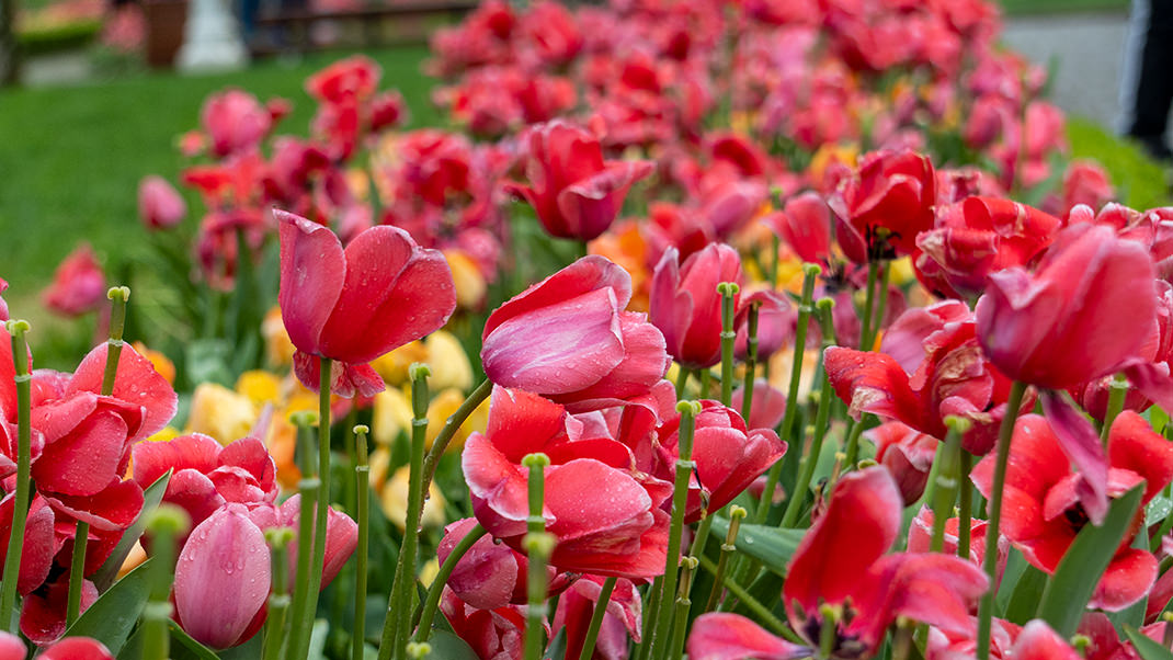 The Tulip Festival takes place here throughout April