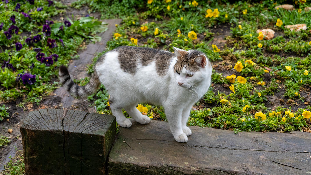 Очередной стамбульский кот