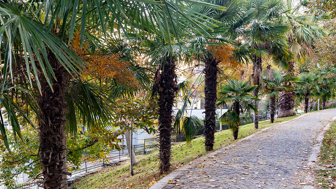 A realm of greenery