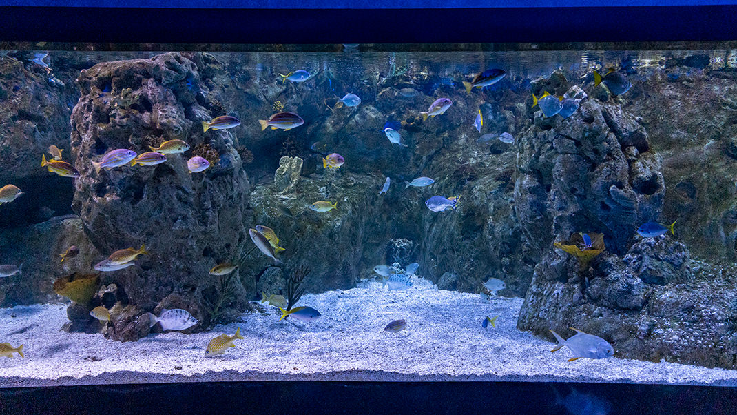 One of the aquariums