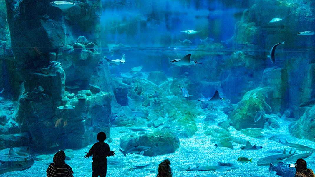 The walking route through the aquarium is 1200 meters long