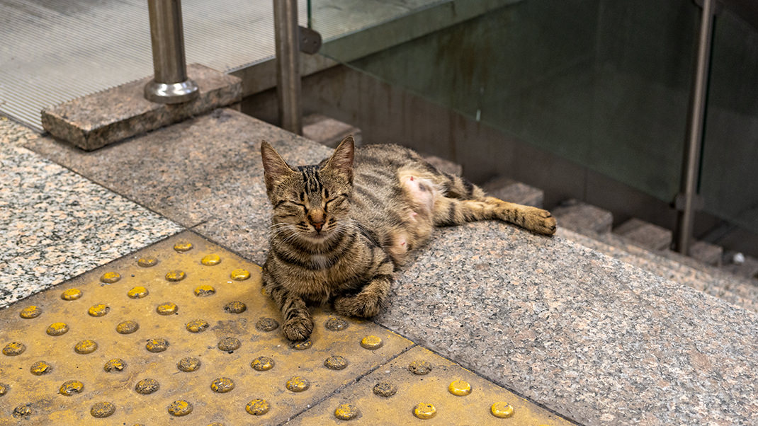 Стамбульских котов можно встретить и здесь