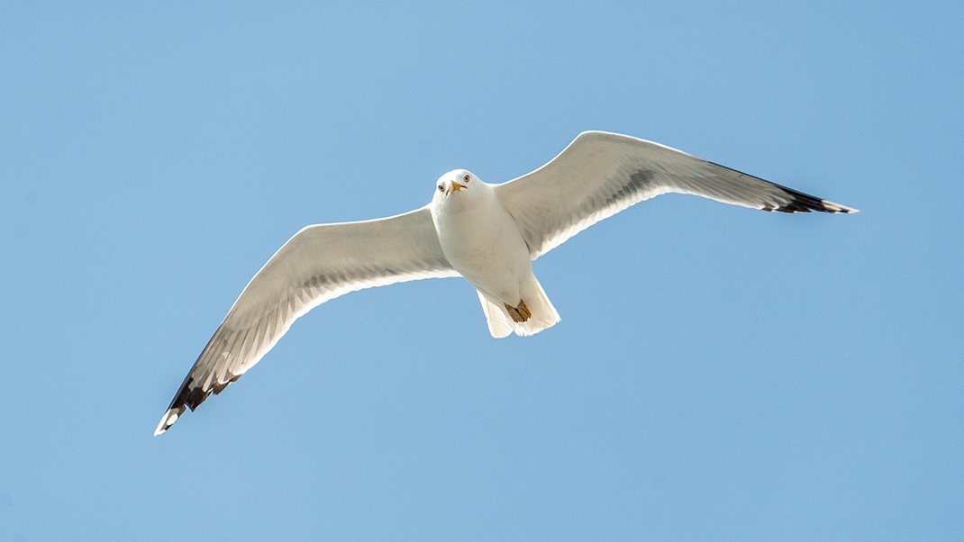 Seagulls accompany tourists throughout the entire route