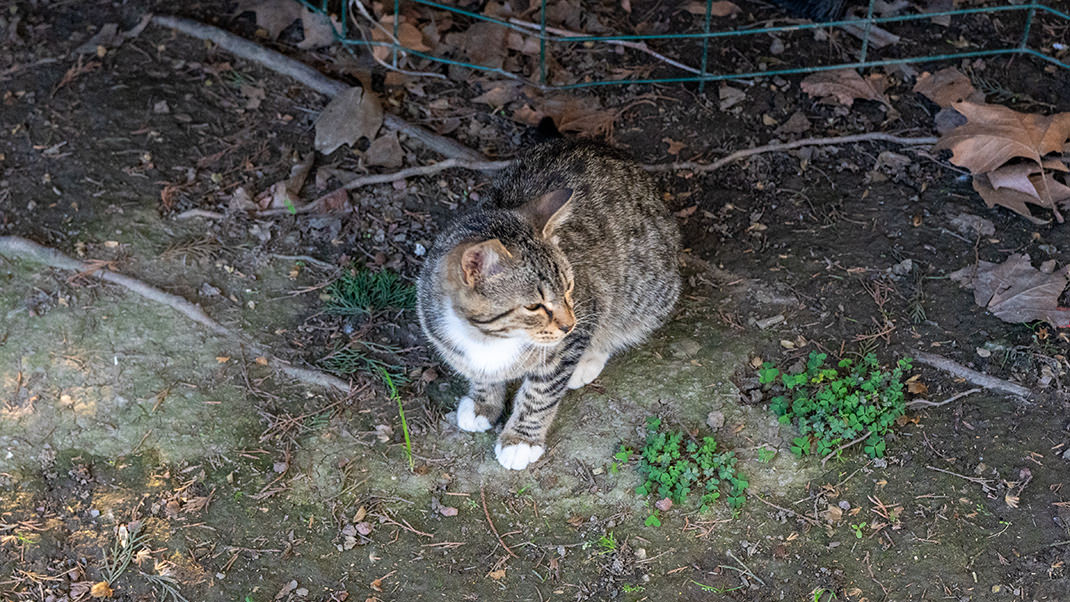 Очередной котик